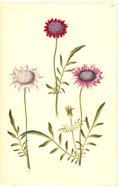 Scabiosa atropurpurea (enkeblomst) 作： Hans Simon Holtzbecker