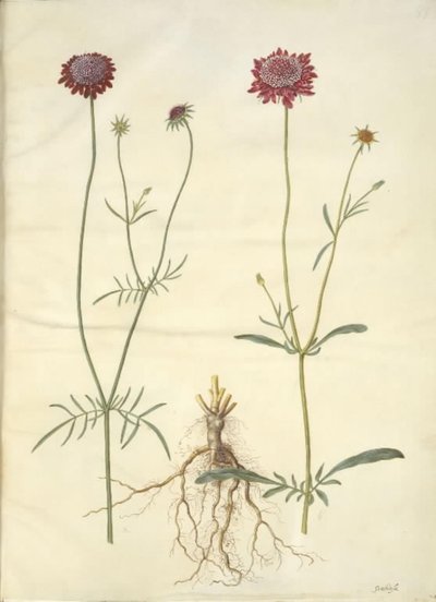 Scabiosa atropurpurea (enkeblomst) 作： Hans Simon Holtzbecker