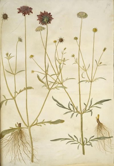 Scabiosa atropurpurea (enkeblomst); Scabiosa columbaria (2スカビオース) 作： Hans Simon Holtzbecker
