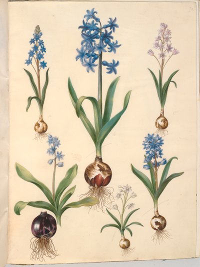 Scilla bifolia (tobladet skilla); オリエンタル ヒヤシンス (almindelig hyacint); 美しいスキラ（ヒンメルブロスキラ） 作： Hans Simon Holtzbecker