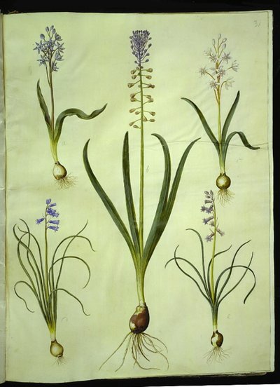 シラ・ビフォリア（二葉シラ）; Muscari comosum (夕暮れのヒヤシンス); Brimeura amethystina (ピレネーヒヤシンス) 作： Hans Simon Holtzbecker