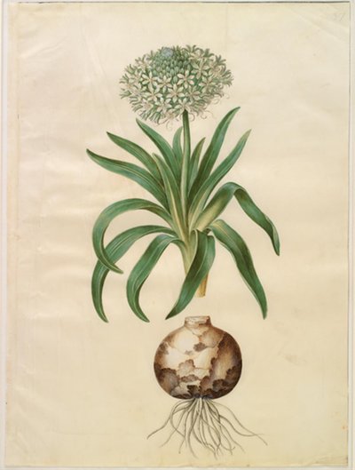 Scilla peruviana (ジャイアント シラ) 作： Hans Simon Holtzbecker
