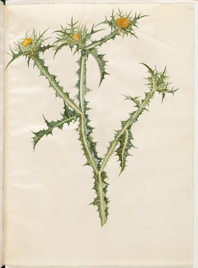 Scolymus hispanicus (スペインの黄金のアザミ) 作： Hans Simon Holtzbecker
