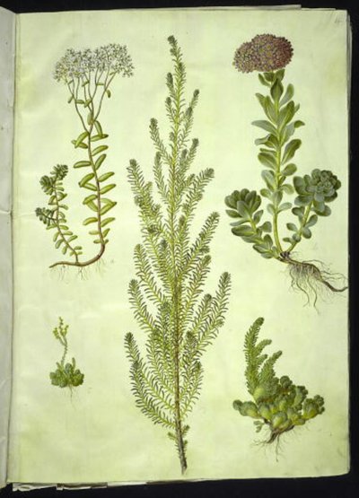 セダムアルバム（白いストーンワート）; Sedum anacampseros (丸葉のストーンワート); セダム（ロックハーブ）; Suaeda vera（ブッシュ・グースフット）; Sedum rupestre (山ツノゴケ) 作： Hans Simon Holtzbecker