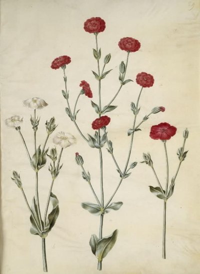 Silene Coronaria（クラウンウニ） 作： Hans Simon Holtzbecker