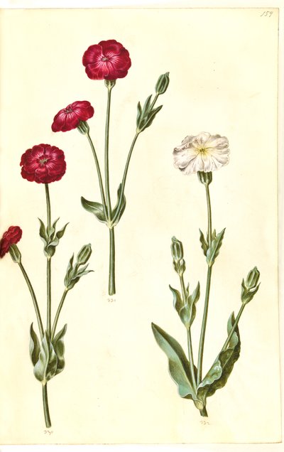 Silene Coronaria（クラウンウニ） 作： Hans Simon Holtzbecker