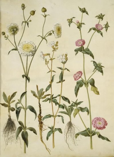 Silene latifolia (宵の明星); Silene dioica (昼光る星) 作： Hans Simon Holtzbecker