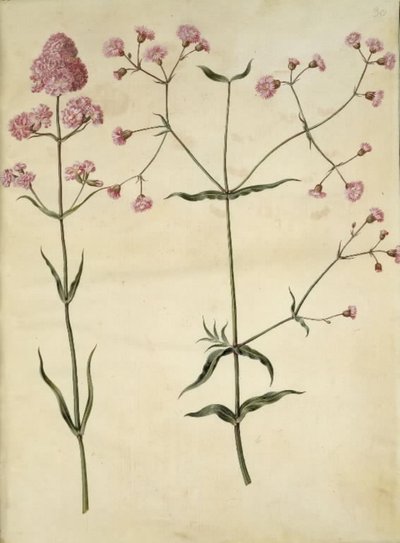 Silene viscaria（一般的なタールクローブ）; Silene（コルククラウン） 作： Hans Simon Holtzbecker