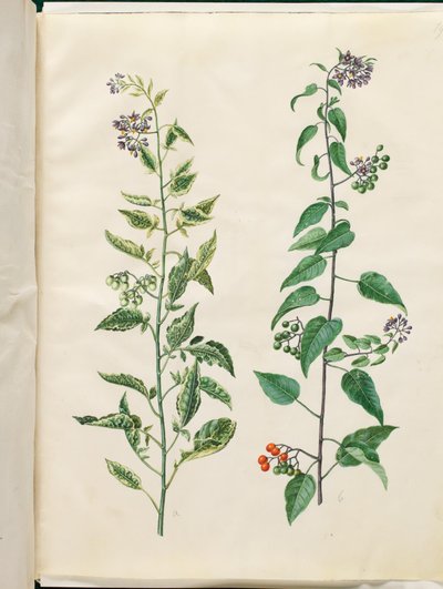 Solanum dulcamara (ほろ苦いナイトシェード) 作： Hans Simon Holtzbecker