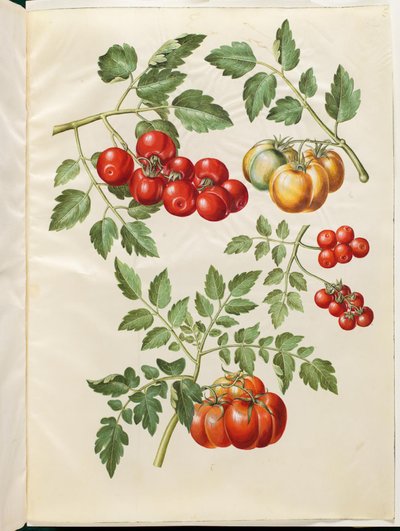 Solanum lycopersicum L. (almindelig トマト) 作： Hans Simon Holtzbecker