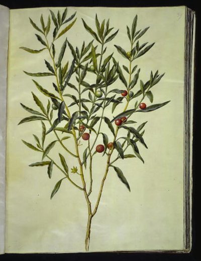 Solanum pseudocapsicum (エルサレム-サンゴ熊) 作： Hans Simon Holtzbecker
