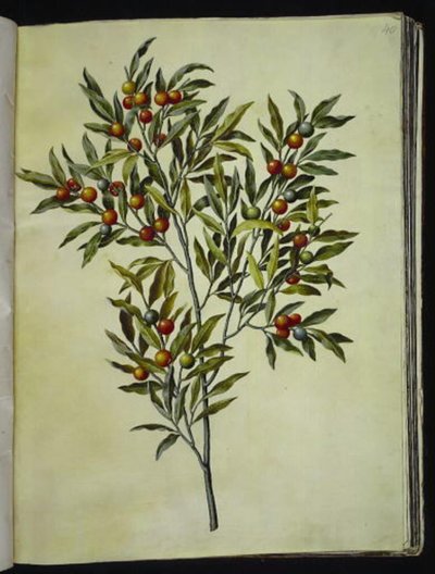 Solanum pseudocapsicum (エルサレム-サンゴ熊) 作： Hans Simon Holtzbecker