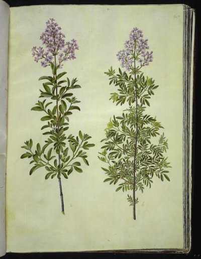 Syringa ×laciniata (スイバ) 作： Hans Simon Holtzbecker