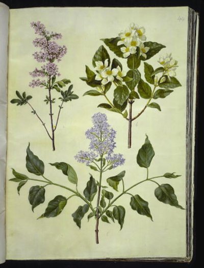 Syringa ×persica (ペルシャのスイバ); フィラデルフス・コロナリウス（香ばしいパイプウッド）; Syringa vulgaris (スイバ) 作： Hans Simon Holtzbecker