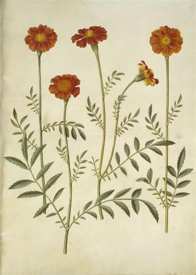 マンジュギクのpatula（禁止されたベルベットの花） 作： Hans Simon Holtzbecker