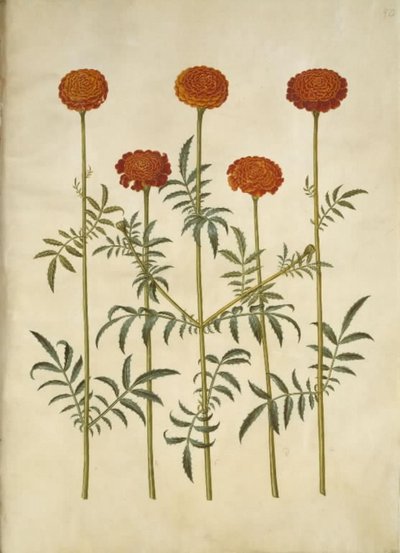 マンジュギクのpatula（禁止されたベルベットの花） 作： Hans Simon Holtzbecker