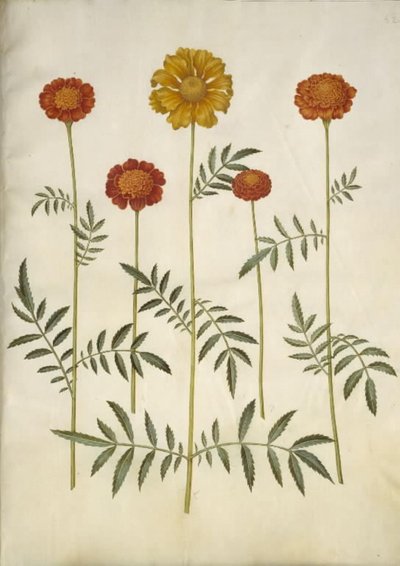 マンジュギク パチュラ (禁止されたベルベットの花) 作： Hans Simon Holtzbecker