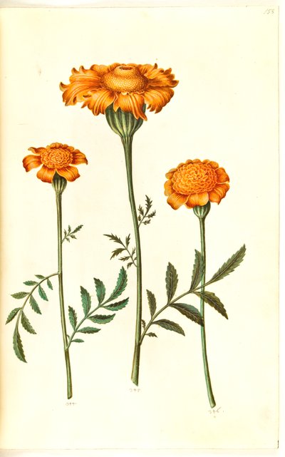 マンジュギク パチュラ (禁止されたベルベットの花) 作： Hans Simon Holtzbecker