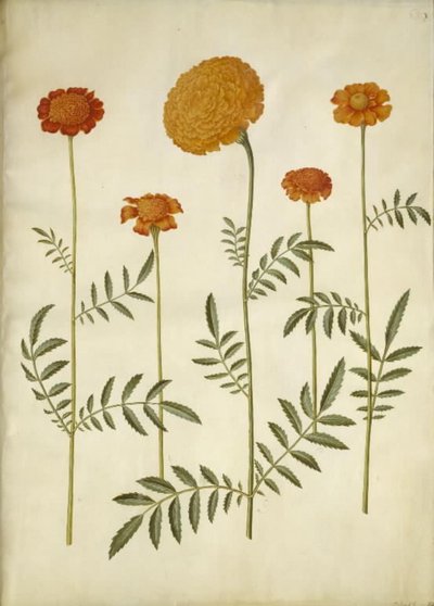 マンジュギクのpatula（禁止されたベルベットの花）; マンジュギク エレクター (直立ベルベットの花) 作： Hans Simon Holtzbecker
