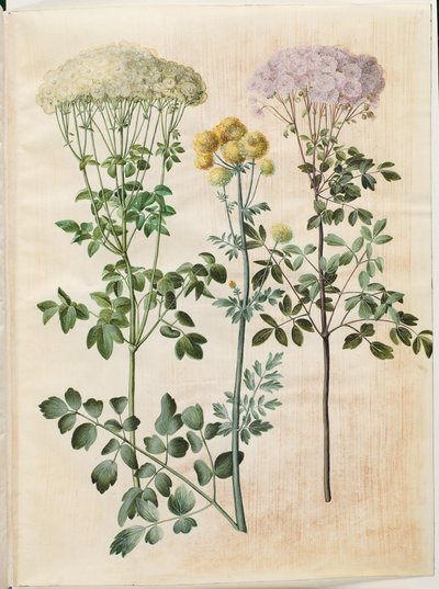 Thalictrum aquilegiifolium (コロンバイン シード スター); Thalictrum flavum (黄色い種星) 作： Hans Simon Holtzbecker