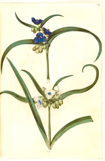 Tradescantia virginiana eller Tradescantia ohiensis (?) (blomsterjøde) 作： Hans Simon Holtzbecker