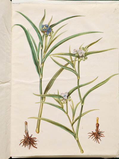 Tradescantia virginiana または Tradescantia ohiensis (フラワー ジューまたはオハイオ フラワー ジュー) 作： Hans Simon Holtzbecker