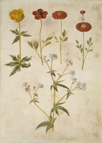 Trollius europaeus (ヨーロッパの牧草地のプラム); Ranunculus asiaticus (キンポウゲ); ラナンキュラス・アコニティフォリウス（シルバーボタンキンポウゲ） 作： Hans Simon Holtzbecker
