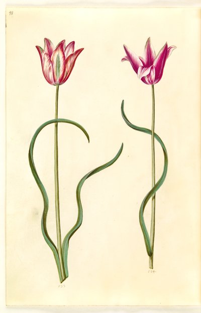 Tulipa clusiana (clusius-tulip) 作： Hans Simon Holtzbecker