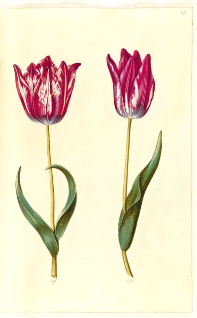 Tulipa gesneriana (have-tulipan) 作： Hans Simon Holtzbecker