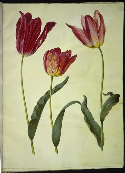 Tulipa gesneriana (have-tulipan) 作： Hans Simon Holtzbecker