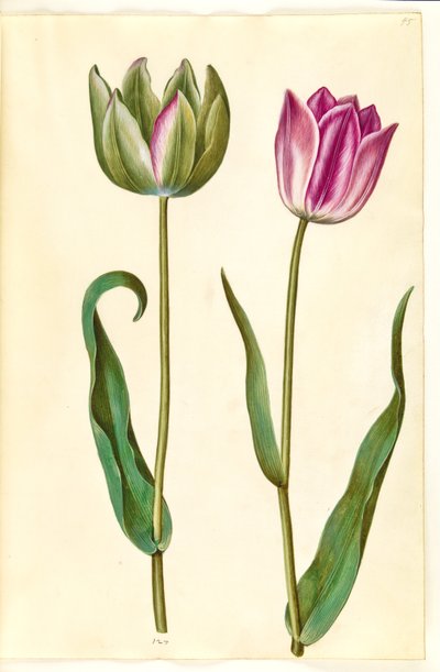 Tulipa gesneriana (have-tulipan) 作： Hans Simon Holtzbecker