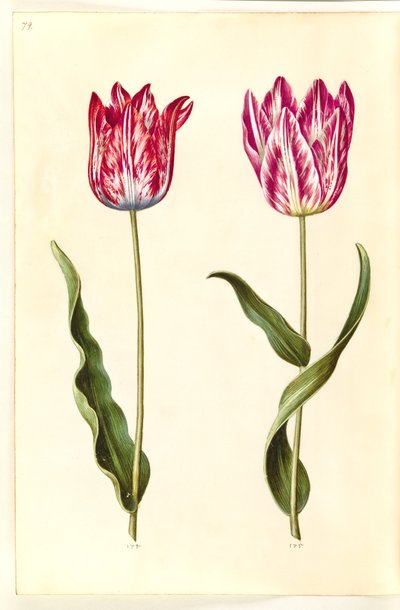 Tulipa gesneriana (have-tulipan) 作： Hans Simon Holtzbecker