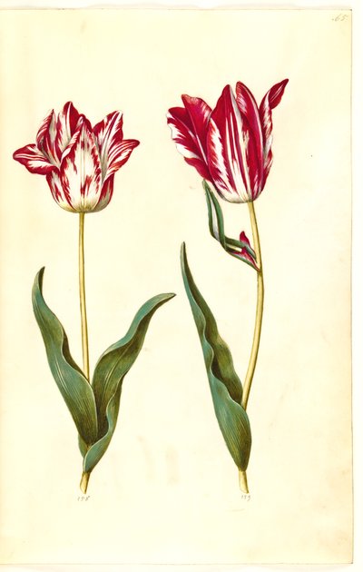 Tulipa gesneriana (have-tulipan) 作： Hans Simon Holtzbecker