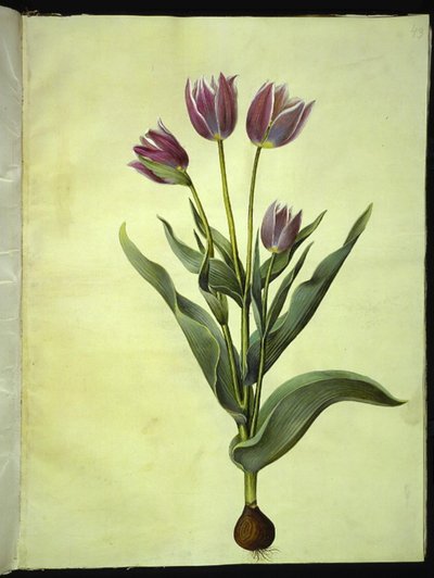 Tulipa gesneriana (have-tulipan) 作： Hans Simon Holtzbecker