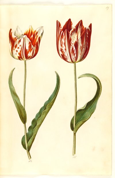 Tulipa gesneriana (have-tulipan) 作： Hans Simon Holtzbecker