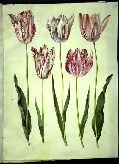 Tulipa gesneriana (have-tulipan)   1264673   ja       japanese Successfully Translated  Original: Hebé Translat: Hebé 1253611 ja japanese Successfully Translated Original: Flower Market Paris, 1890, 1897 Translat: 