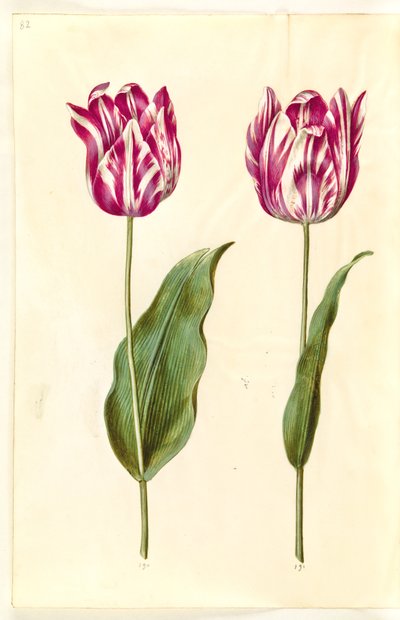 Tulipa gesneriana (have-tulipan) 作： Hans Simon Holtzbecker