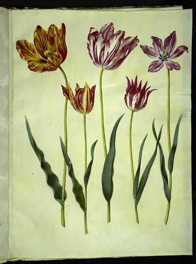 Tulipa gesneriana (have-tulipan) 作： Hans Simon Holtzbecker