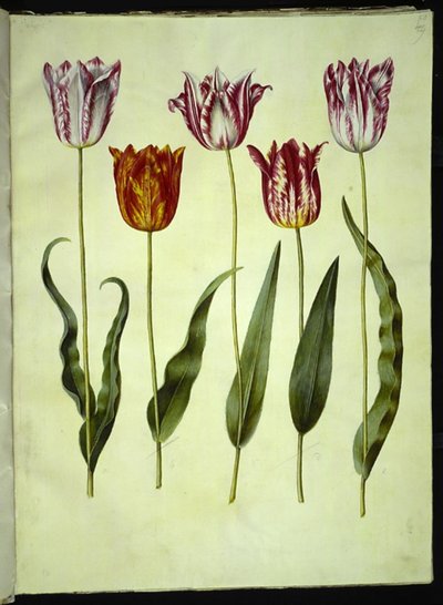 Tulipa gesneriana (have-tulipan) 作： Hans Simon Holtzbecker