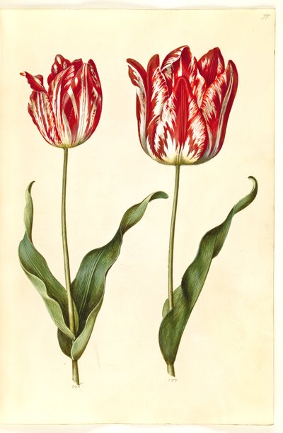 Tulipa gesneriana (have-tulipan) 作： Hans Simon Holtzbecker