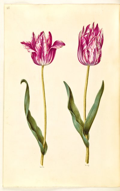 Tulipa gesneriana (have-tulipan) 作： Hans Simon Holtzbecker