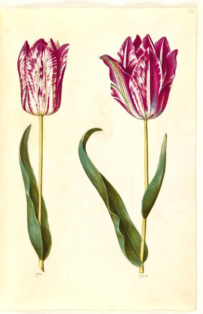 Tulipa gesneriana (have-tulipan) 作： Hans Simon Holtzbecker