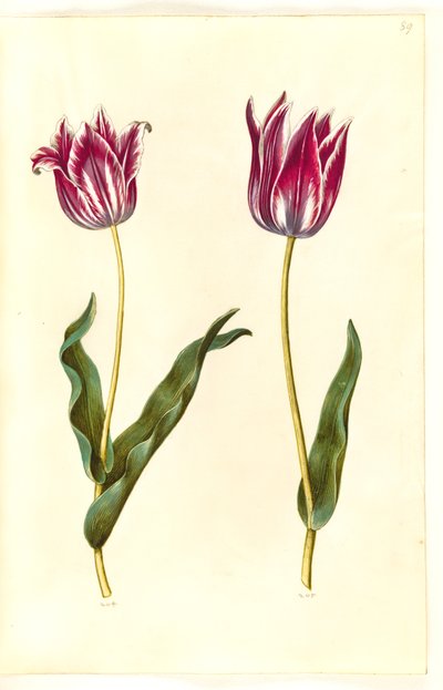 Tulipa gesneriana (have-tulipan) 作： Hans Simon Holtzbecker