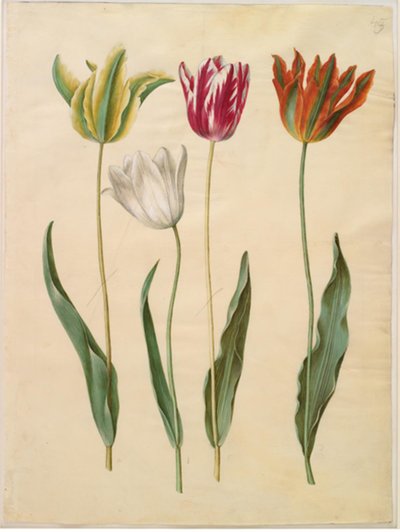 Tulipa gesneriana (have-tulipan) 作： Hans Simon Holtzbecker