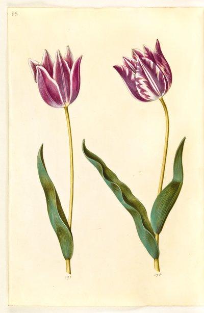 Tulipa gesneriana (have-tulipan) 作： Hans Simon Holtzbecker