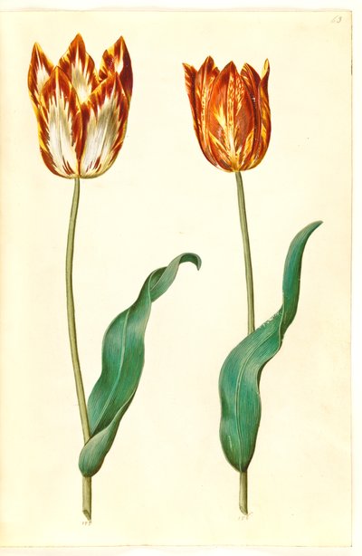 Tulipa gesneriana (have-tulipan) 作： Hans Simon Holtzbecker