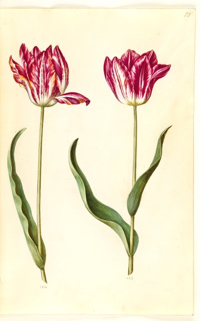 Tulipa gesneriana (have-tulipan) 作： Hans Simon Holtzbecker