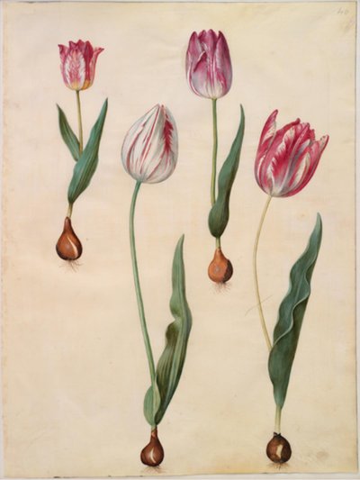 Tulipa gesneriana (have-tulipan) 作： Hans Simon Holtzbecker
