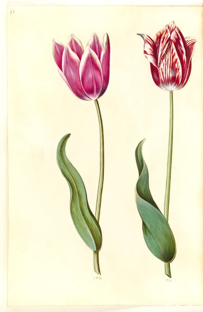 Tulipa gesneriana (have-tulipan) 作： Hans Simon Holtzbecker