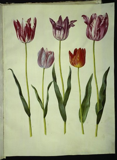 Tulipa gesneriana (have-tulipan) 作： Hans Simon Holtzbecker